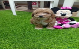 Maltipoo perros en venta: PRECIOSO MALTIPOO 90% CANICHE - Imagen 1
