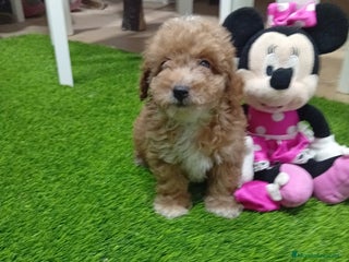 Maltipoo perros - Anuncio 1