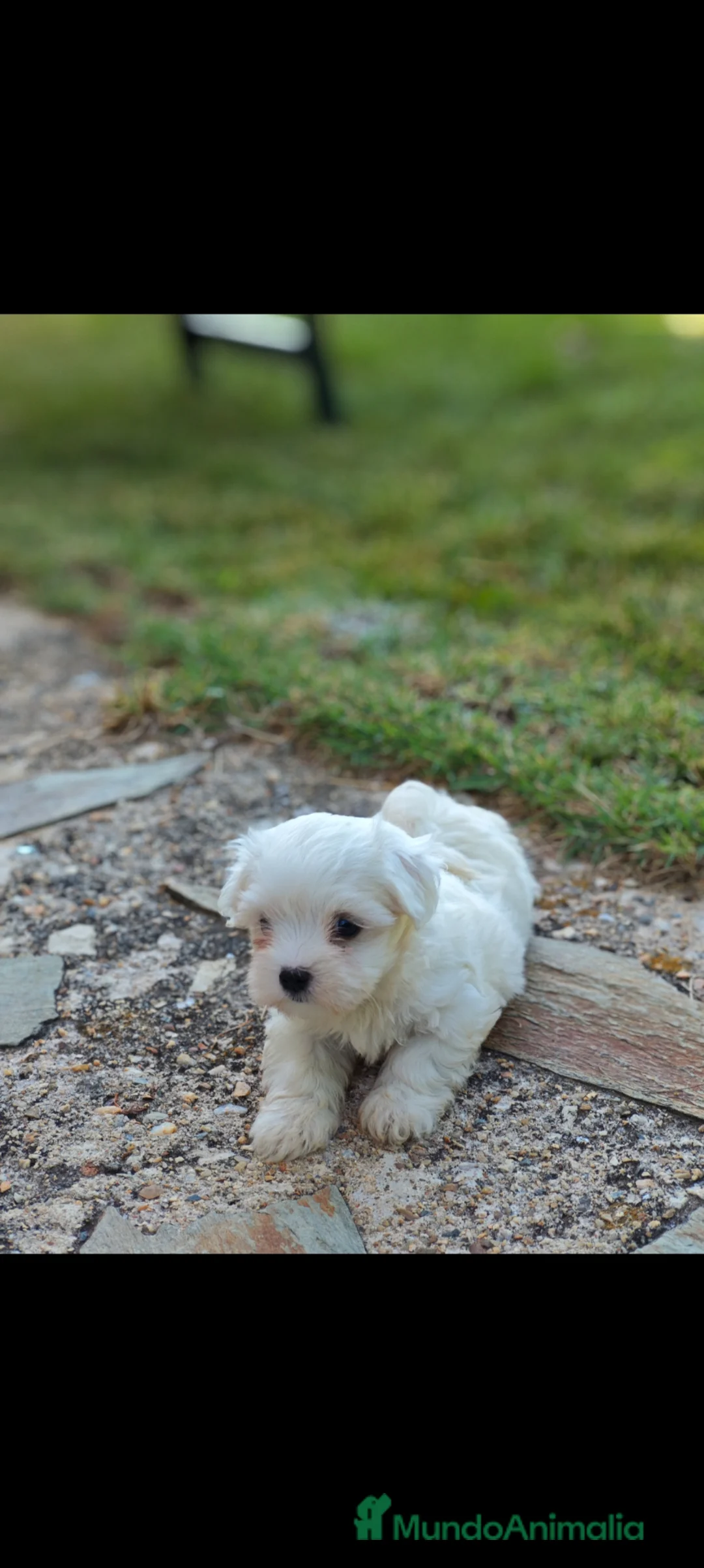 Bichón Maltés perros en venta: Bichón maltés  - Anuncio 1