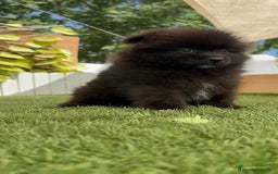 Pomerania perros en venta: POMERANIA MACHO - Imagen 11