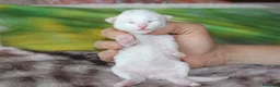Bosque de Noruega gatos en venta: Gatitos bosques de noruega - Anuncio 6
