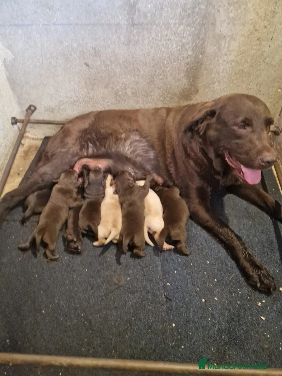 Labrador Retriever perros en venta: Labradores - Anuncio 2