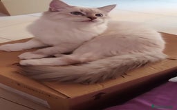 Siberiano gatos en venta: Siberianos  - Imagen 3