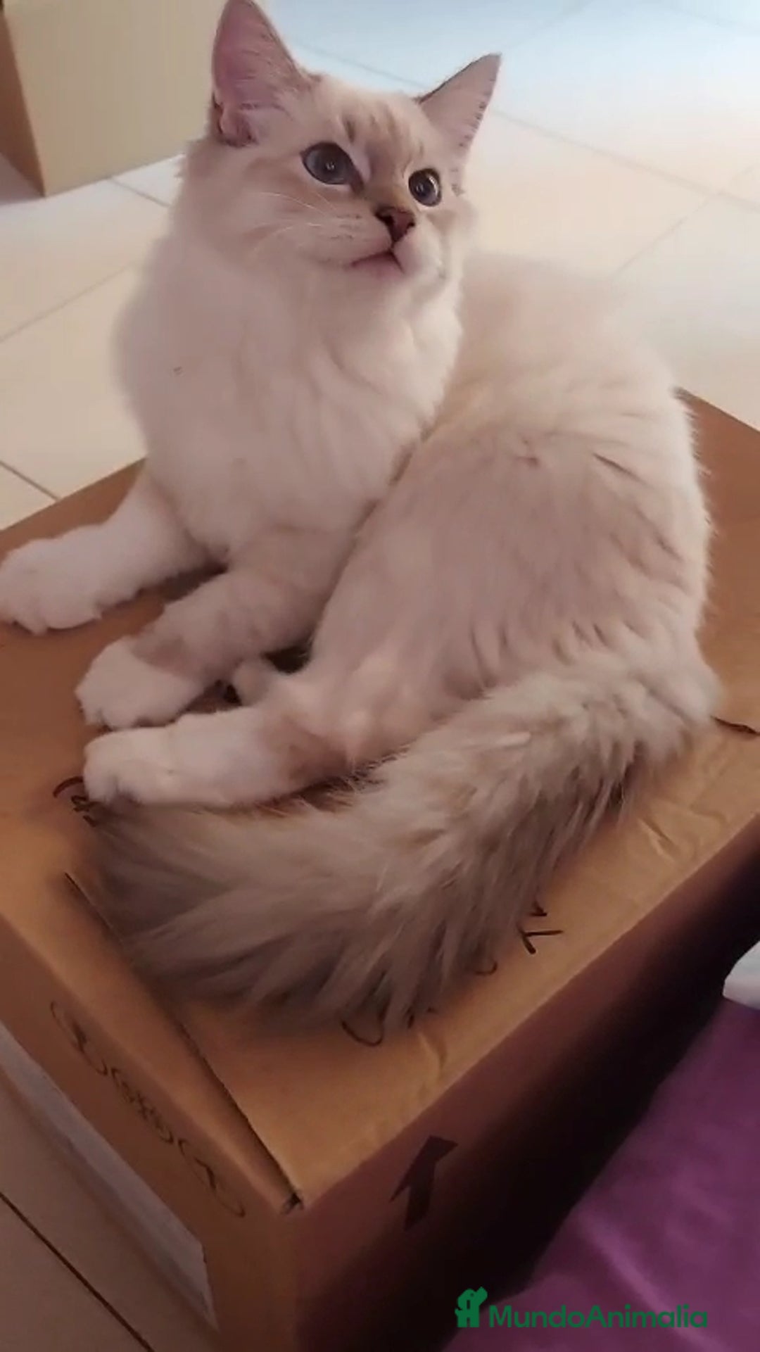 Siberiano gatos en venta: Siberianos  - Imagen 3