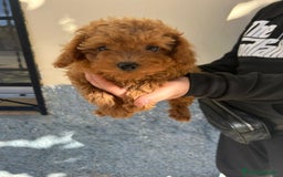 Caniche Toy perros en venta: Caniche toy - Imagen 3