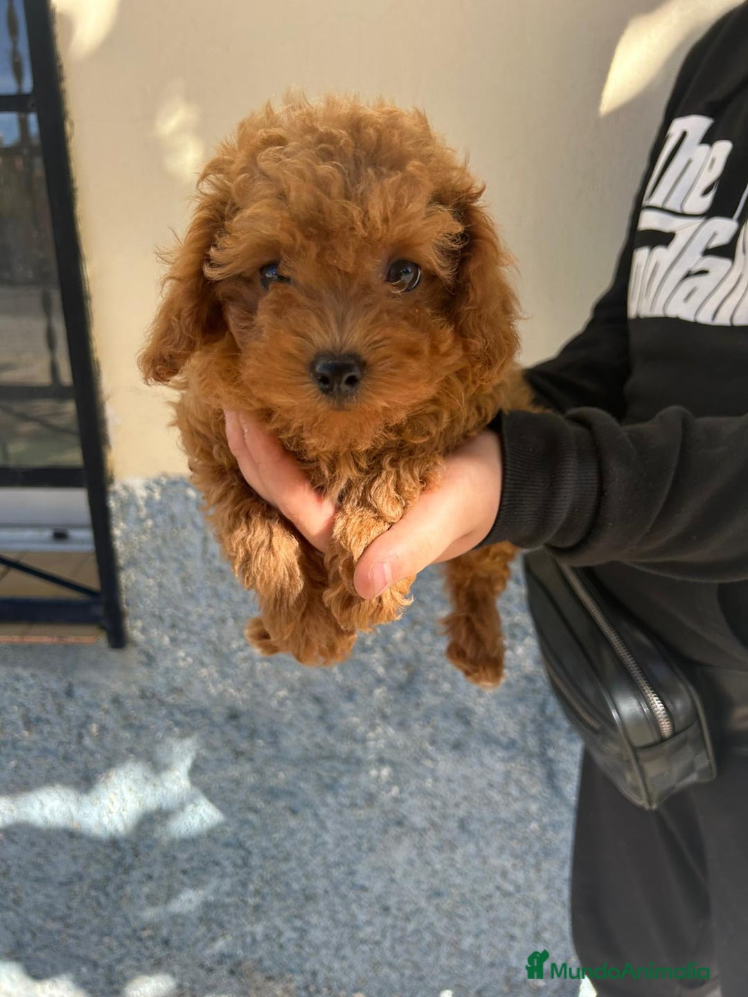 Caniche Toy perros en venta: Caniche toy - Imagen 3