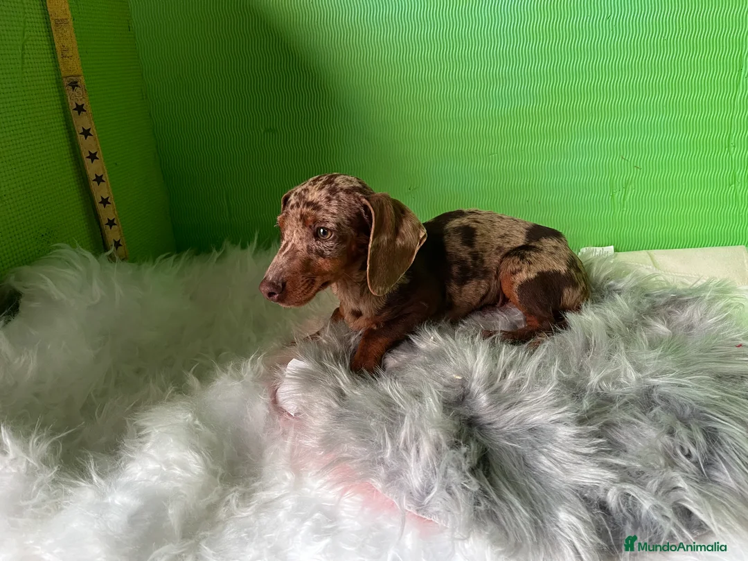 Teckel Miniatura perros en venta: Cachorro de teckel - Anuncio 1