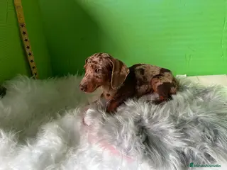 Teckel Miniatura perros Cachorro de teckel - Anuncio 1