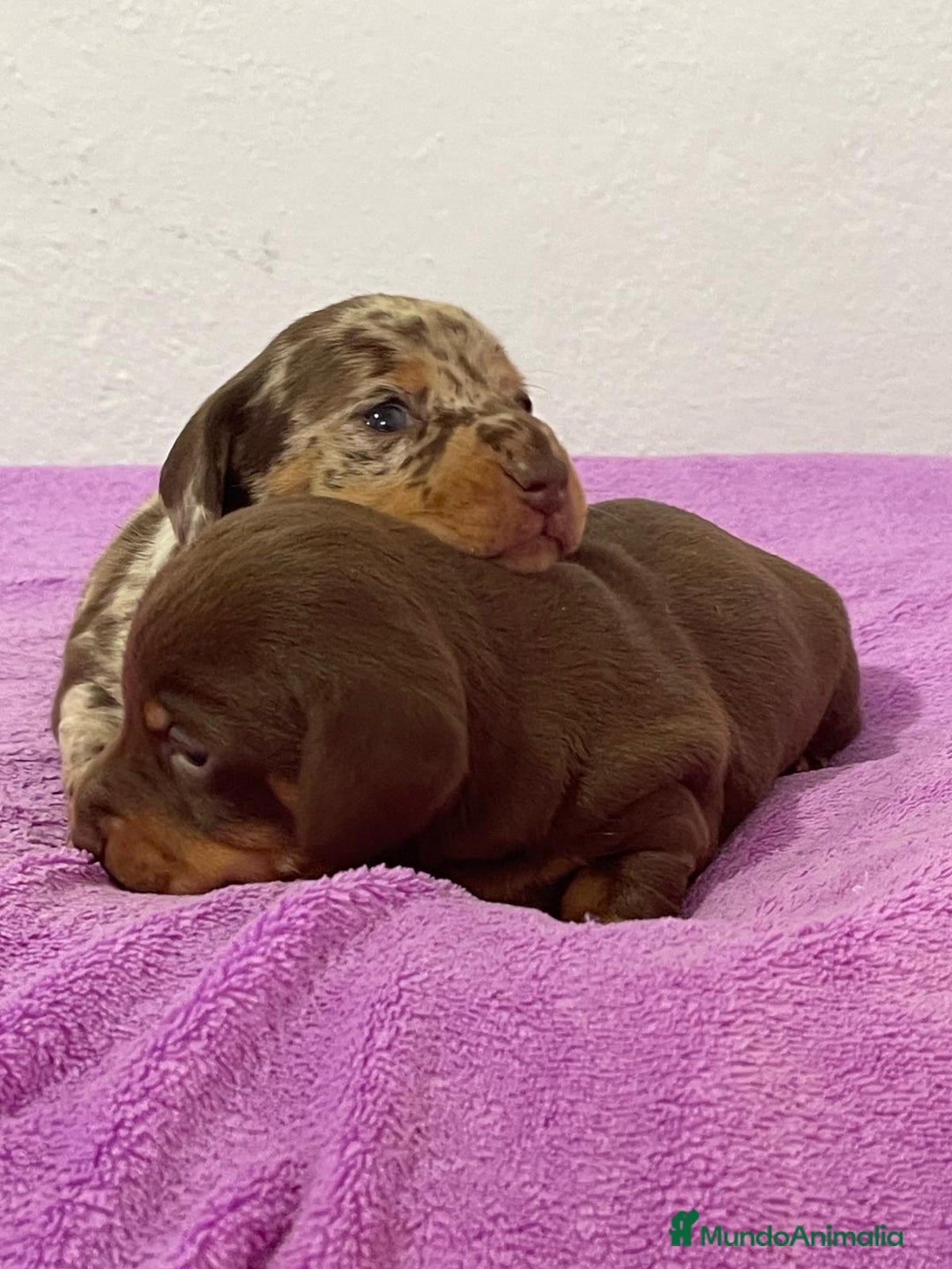 Teckel Miniatura perros en venta: Teckel kanichen chocolate y arlequín chocolate - Anuncio 2