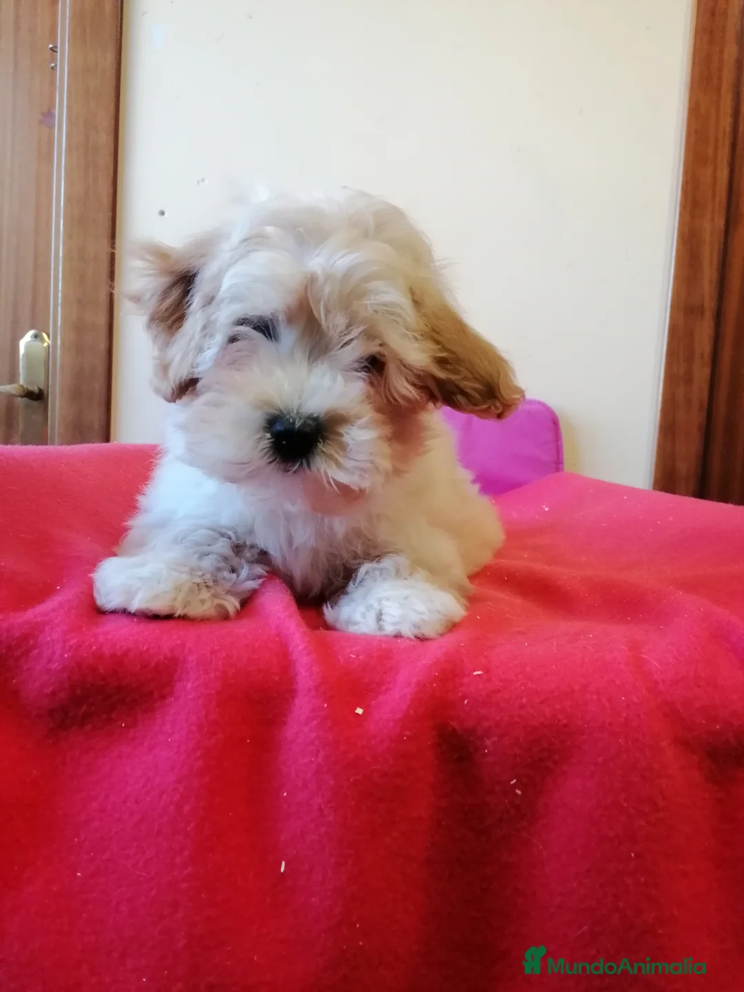 Maltipoo perros en venta: Precioso maltipoo muy cariñoso  - Anuncio 1
