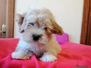 Maltipoo perros Precioso maltipoo muy cariñoso - Anuncio 2