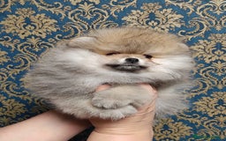 Pomerania perros en venta: Hembritas sable  - Imagen 2
