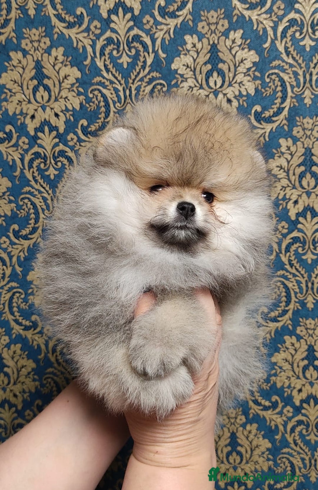 Pomerania perros en venta: Hembritas sable  - Imagen 2