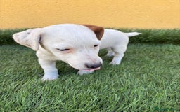 Jack Russell Terrier perros en venta: Jack Russell Terrier macho pata corta  - Imagen 9