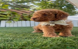 Caniche Toy perros en venta: CANICHE TOY EN SEVILLA, ENVIO A TODA ESPAÑA - Imagen 3