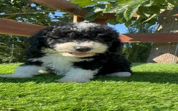 Perro de Agua Español perros en venta: PERRO DE AGUA MACHO - Imagen 23