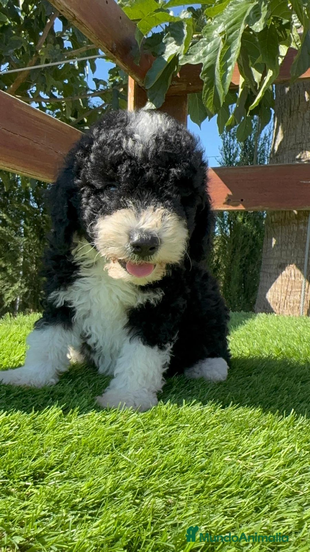 Perro de Agua Español perros en venta: PERRO DE AGUA MACHO - Imagen 23