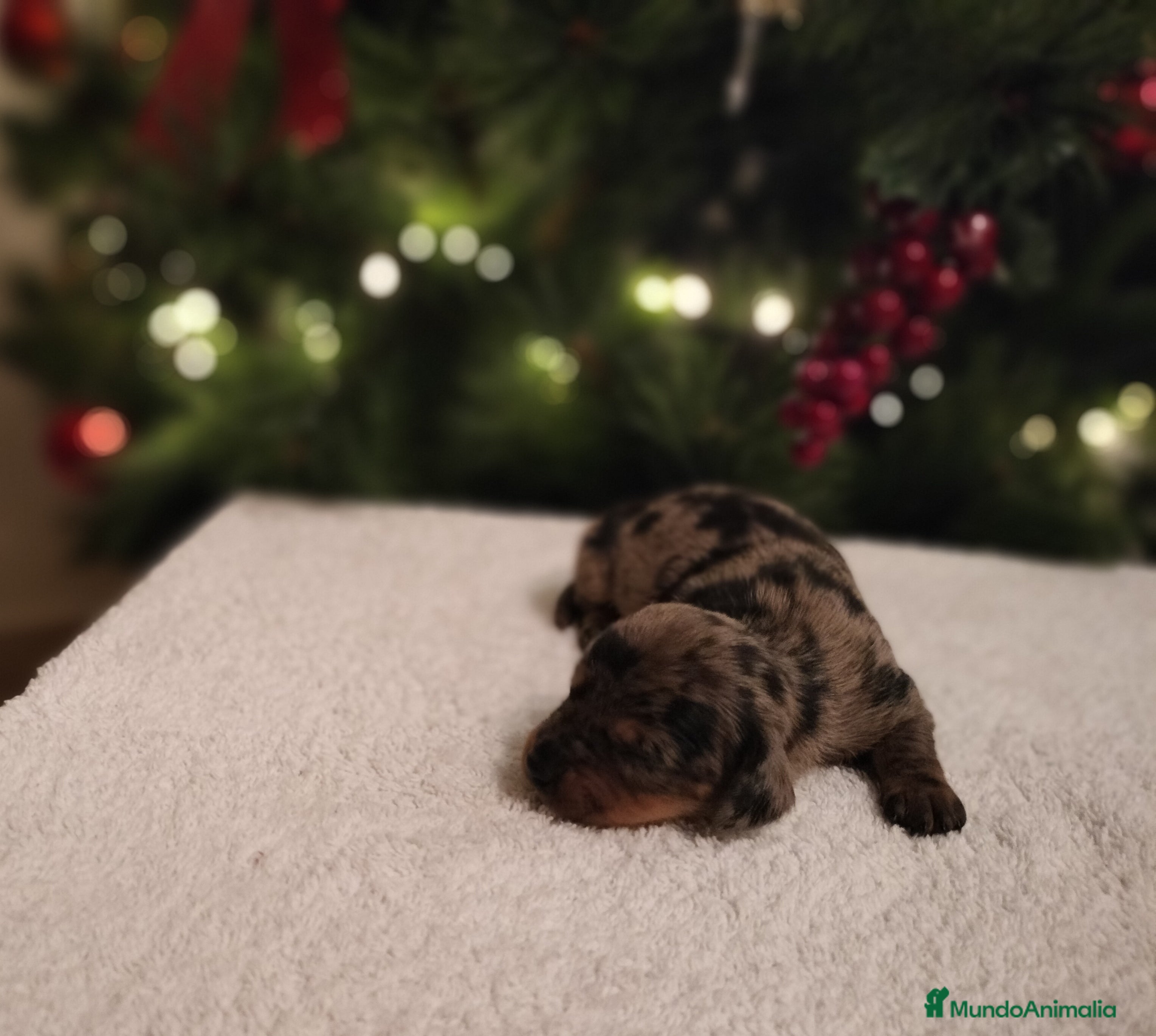 Teckel Miniatura perros Hembras de teckel Arlequin plata  - Anuncio 1