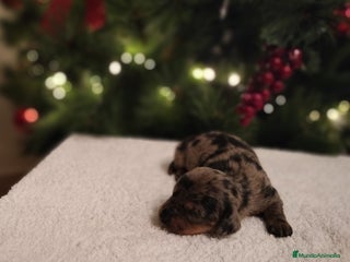 Teckel Miniatura perros Hembras de teckel Arlequin plata - Anuncio 1