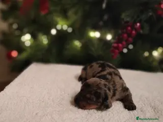 Teckel Miniatura perros Hembras de teckel Arlequin plata - Anuncio 34