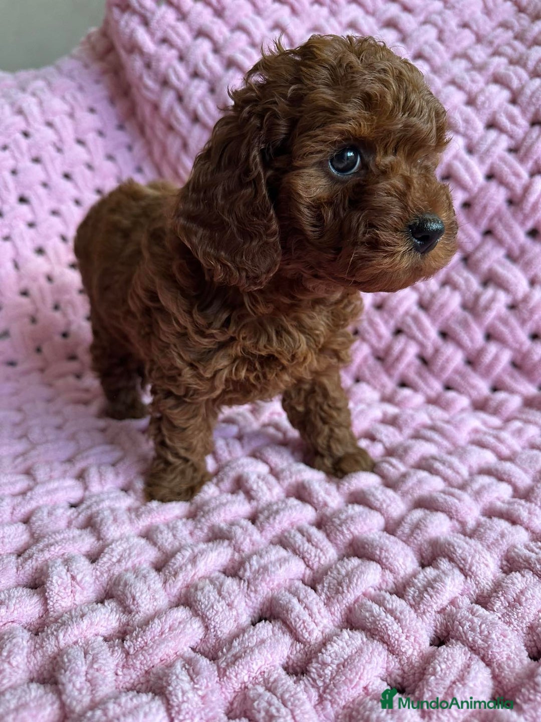 Caniche Toy perros en venta: caniche toy  - Anuncio 1