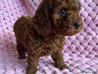 Caniche Toy perros caniche toy - Anuncio 1