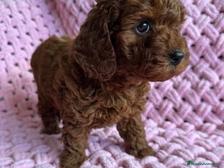 Caniche Toy perros caniche toy - Anuncio 25