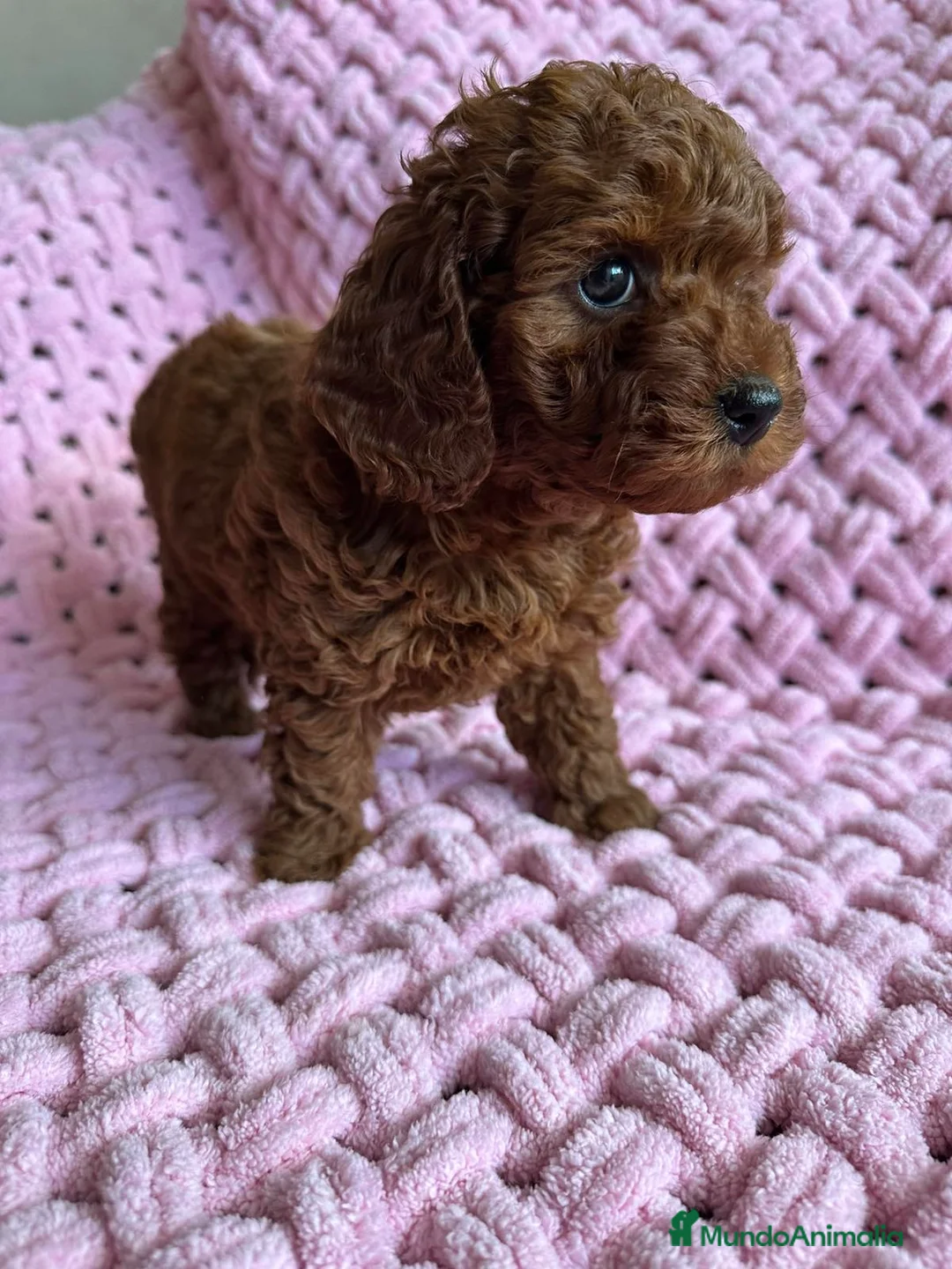 Caniche Toy perros en venta: caniche toy  - Anuncio 1