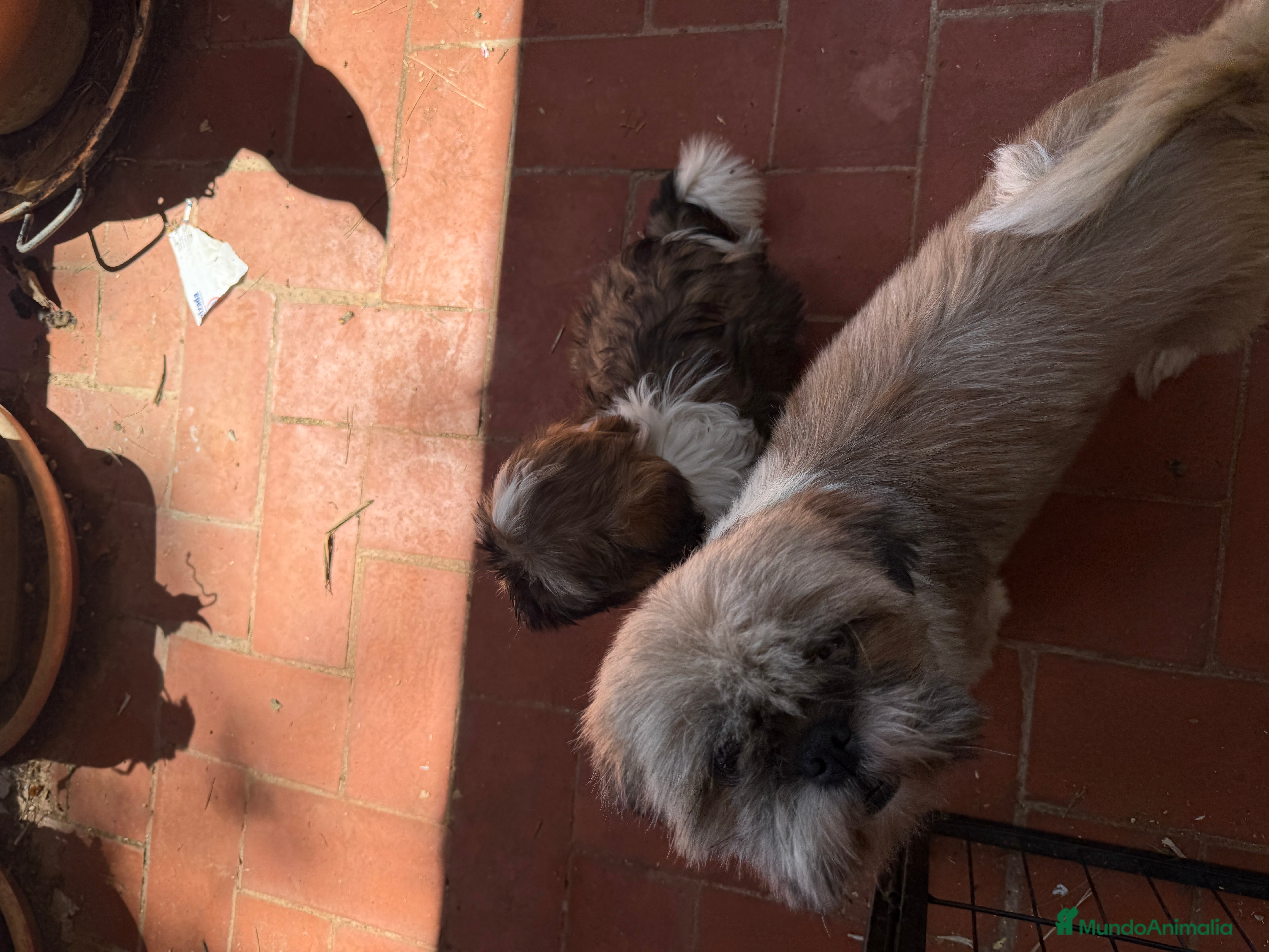 Shih Tzu perros Shihtzu  - Anuncio 2