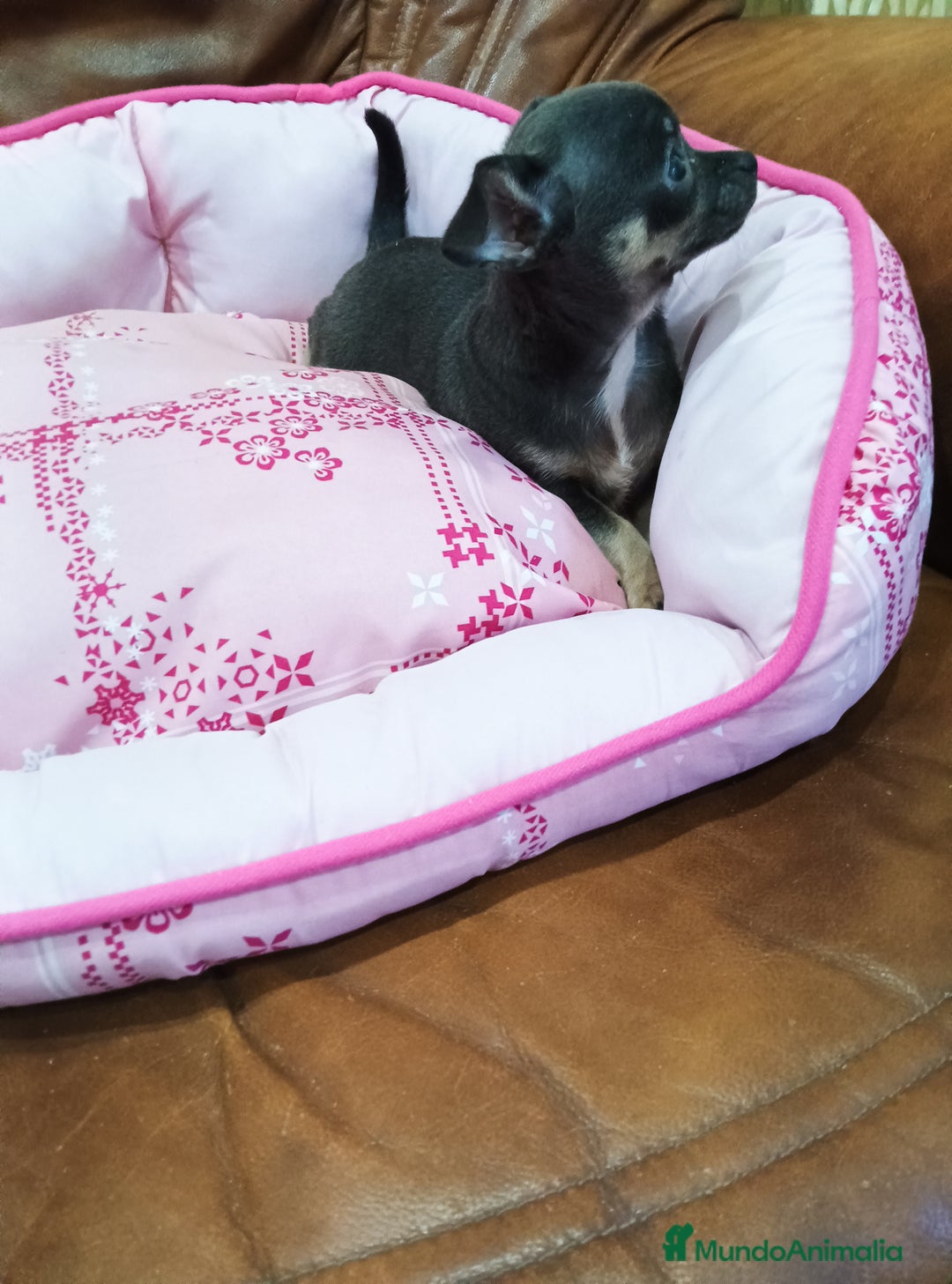 Chihuahua perros en venta: CHIHUAHUA TOY  - Imagen 2