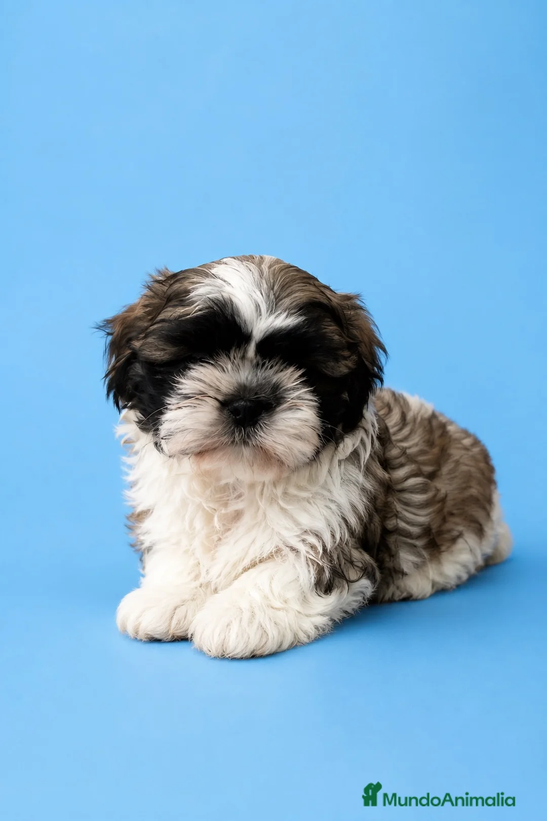 Shih Tzu perros en venta: Shih tzu Excelentes  - Anuncio 1