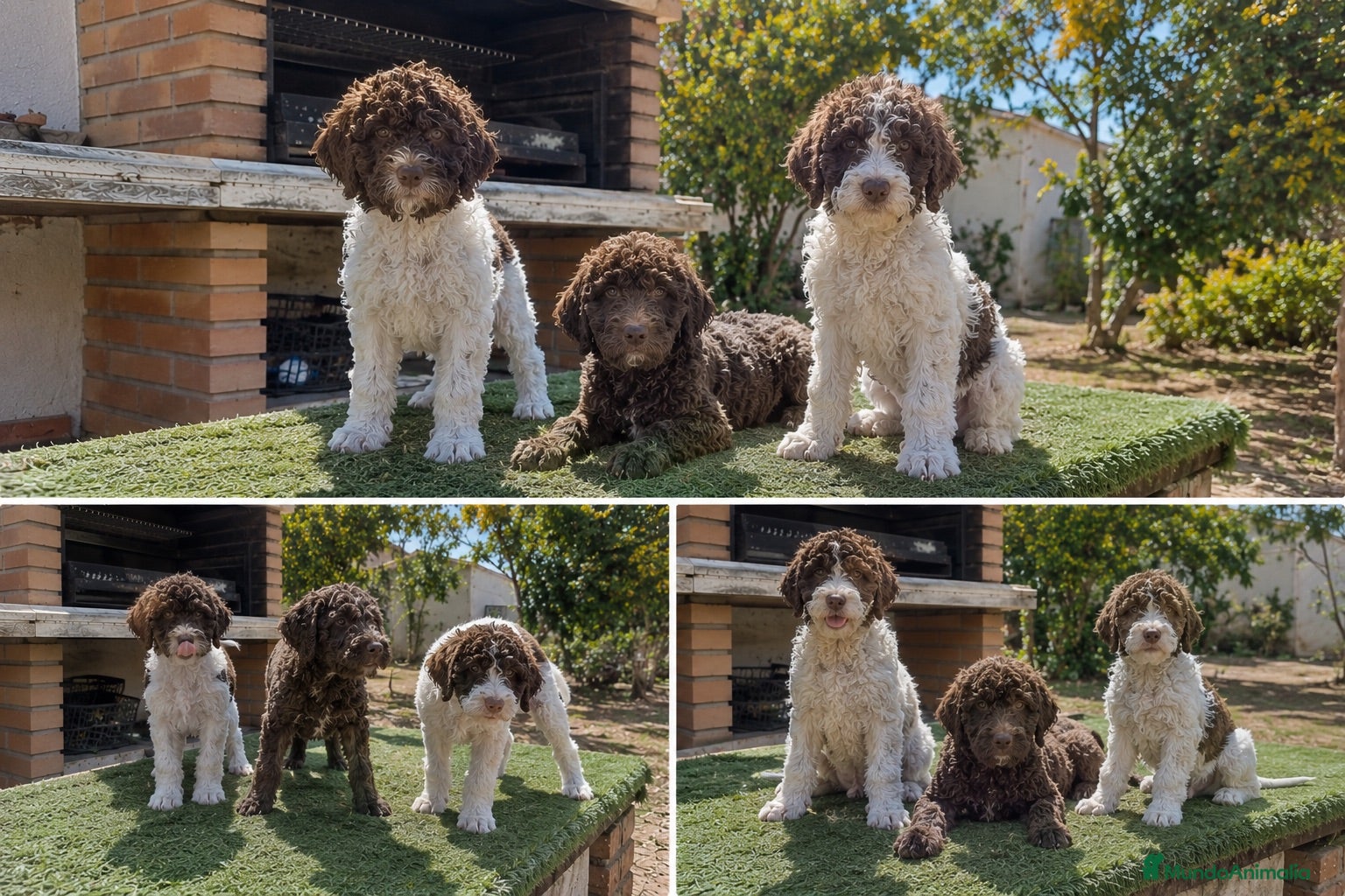 Perro de Agua Español perros PERRO DE AGUA - MALAGA - ENTREGA  - Anuncio 2