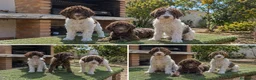Perro de Agua Español perros en venta: PERRO DE AGUA - MALAGA - ENTREGA  - Anuncio 1