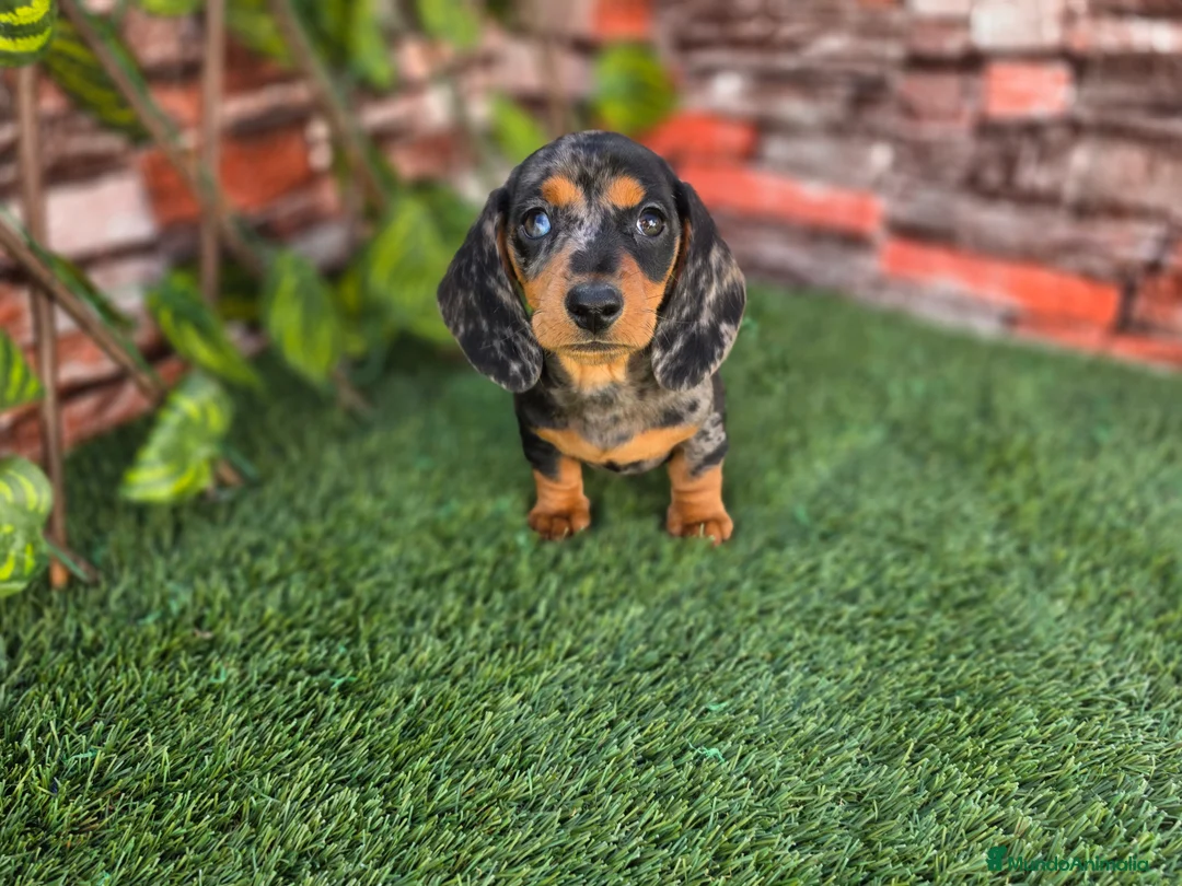 Teckel Miniatura perros en venta: TECKEL KANNINCHEN & MINI ARLEQUIN - Anuncio 2