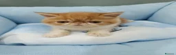 Exótico de Pelo Corto gatos en venta: persa exótico  - Anuncio 2