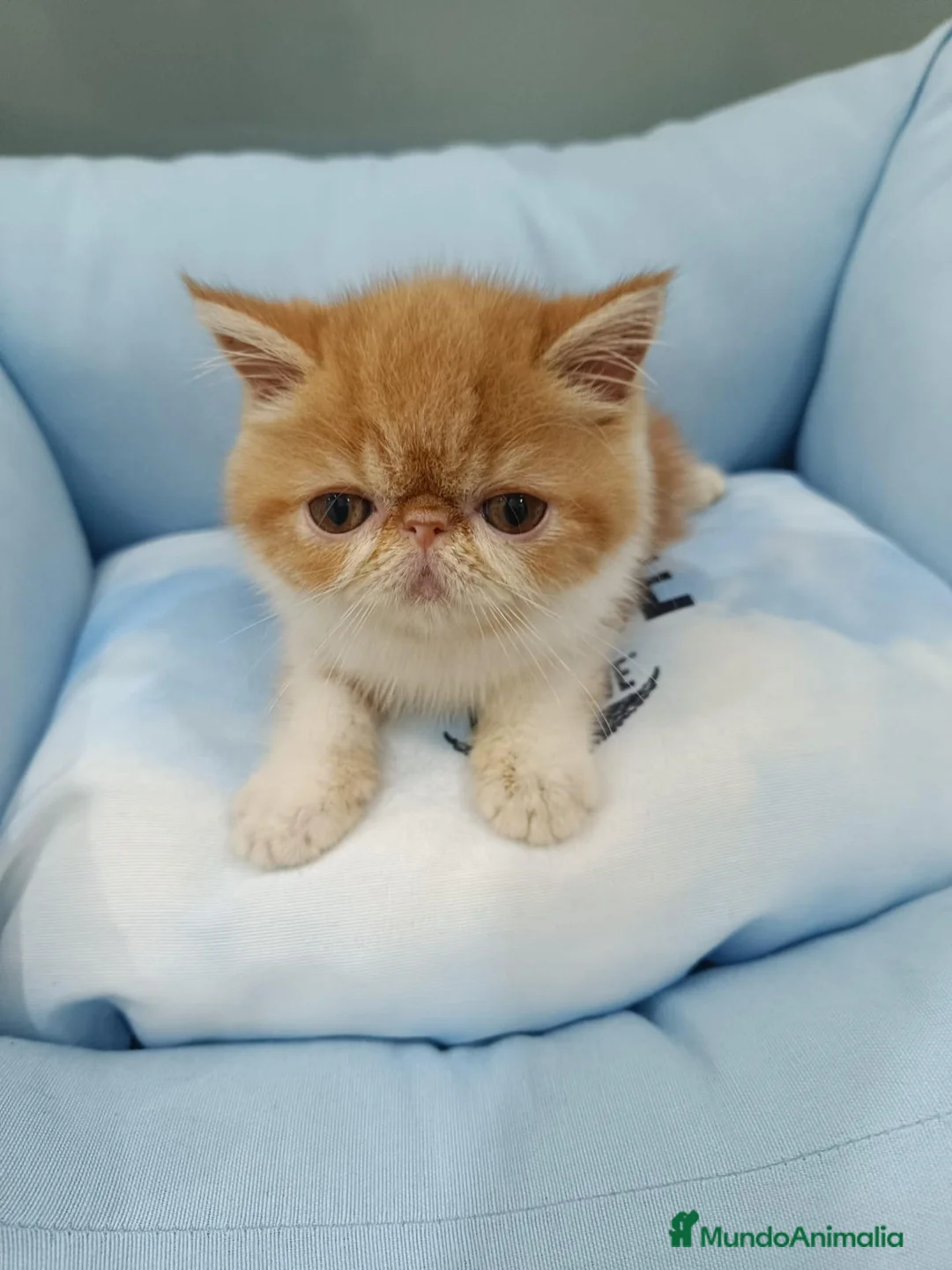 Exótico de Pelo Corto gatos en venta: persa exótico  - Anuncio 2