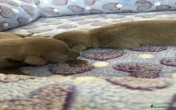 Whippet perros en venta: Whippet blue nueva camada - Imagen 3