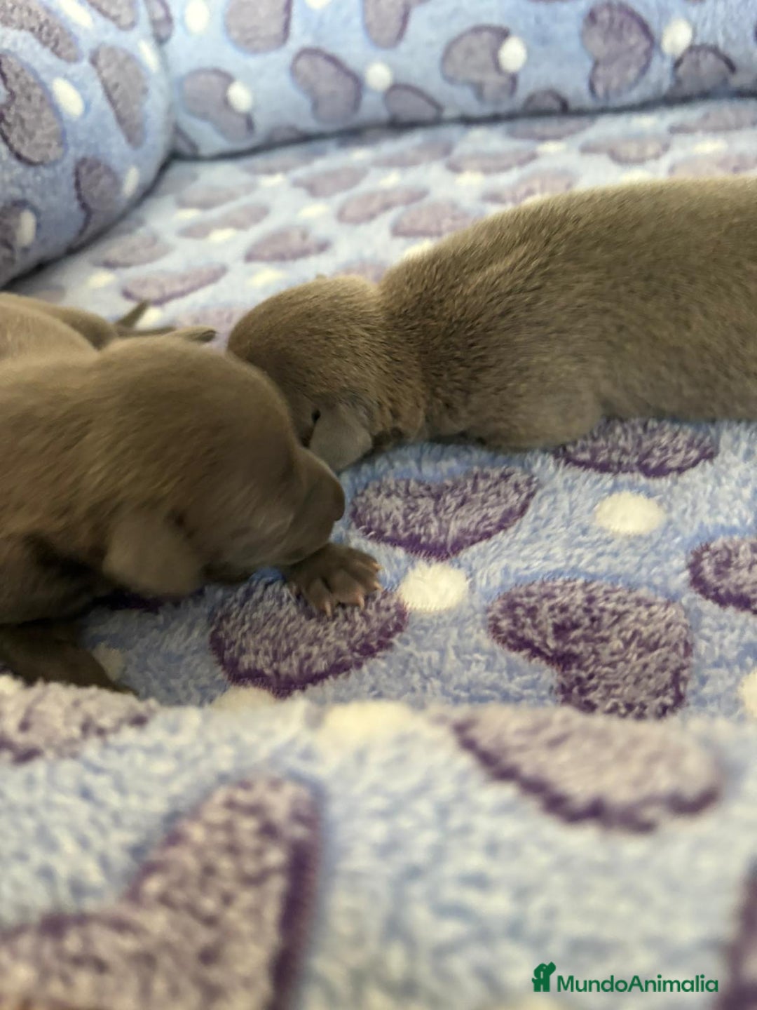 Whippet perros en venta: Whippet blue nueva camada - Imagen 3