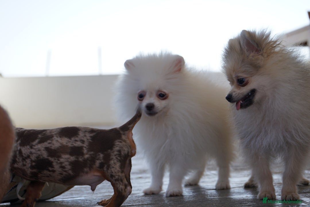 Pomerania perros en venta: 🐾 Froxty – Pomerania macho blanco 🐾 - Imagen 4