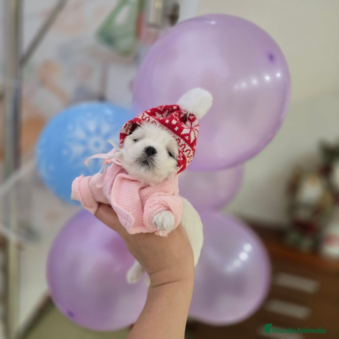 Bichón Maltés perros en venta: Machito Coreano puro Tokio  - Anuncio 2