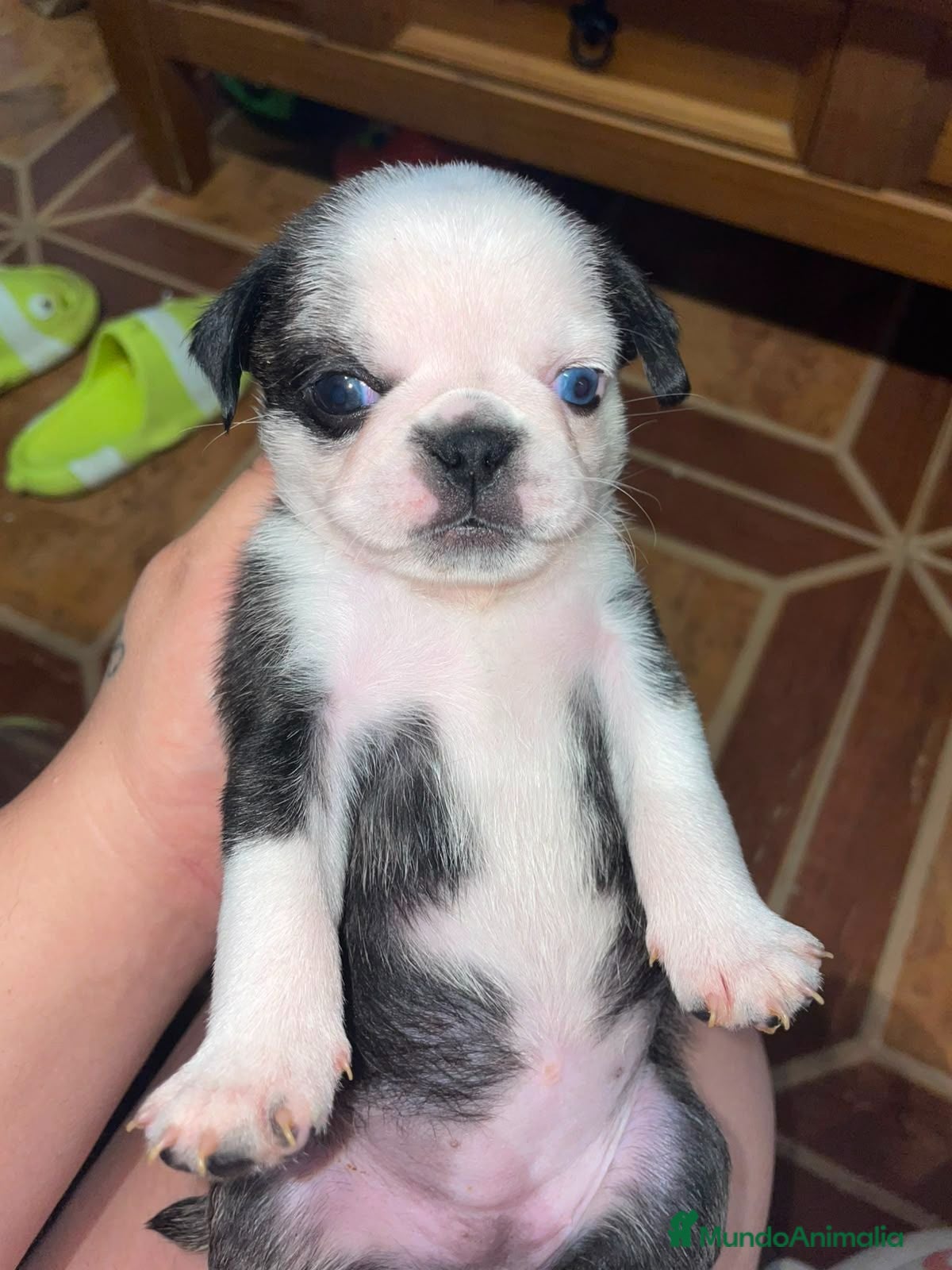 Carlino - Pug perros Disponible Carlinos de Calidad  - Anuncio 34