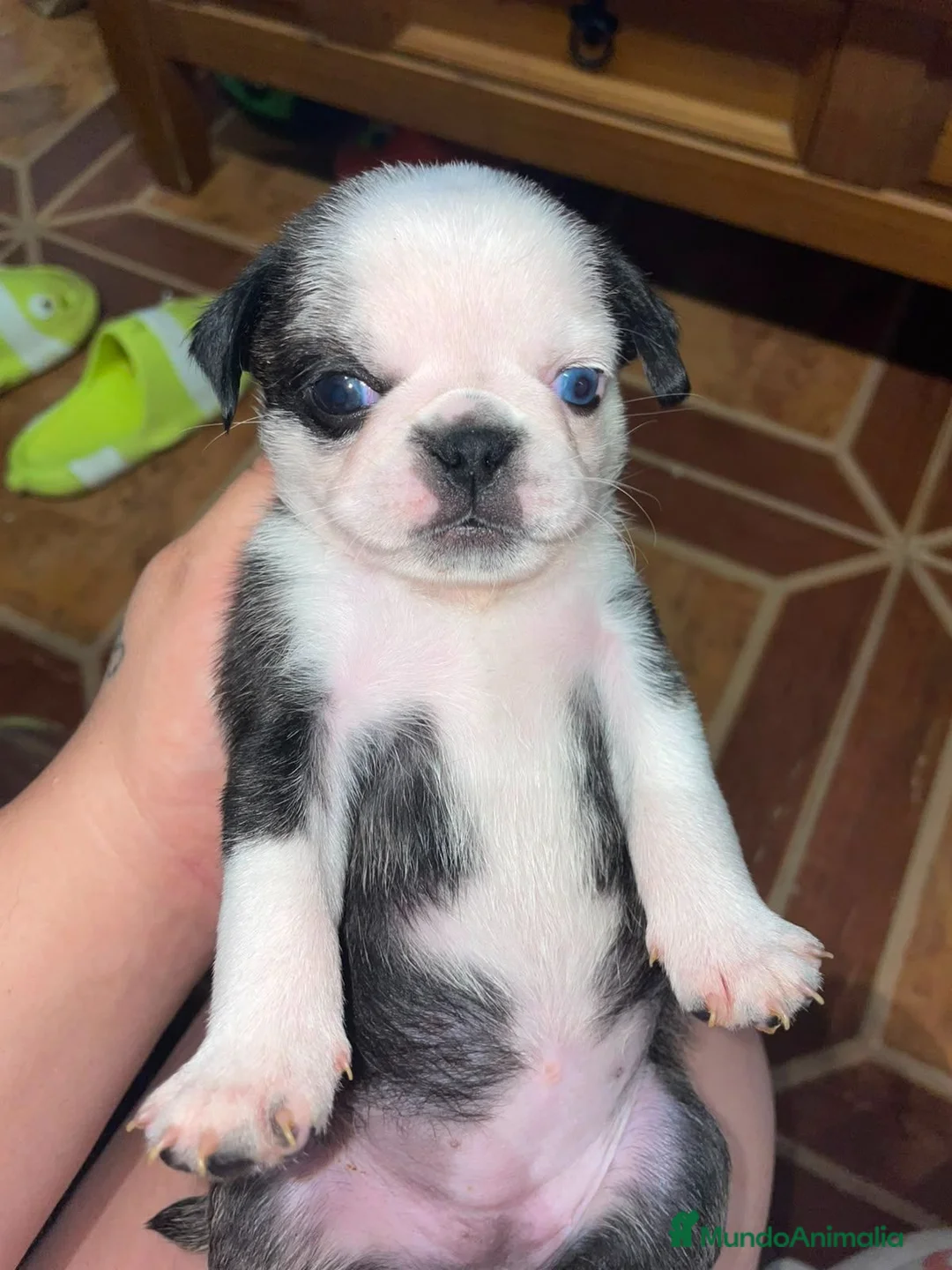 Carlino - Pug perros en venta: Disponible Carlinos de Calidad  - Anuncio 2