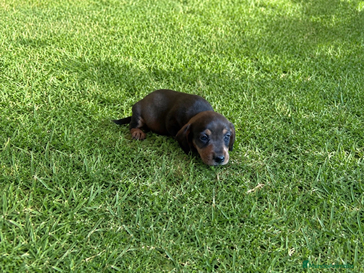 Teckel perros Cachorro de Teckel Precio real  - Anuncio 1