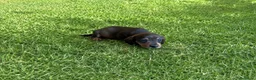 Teckel perros en venta: Cachorro de Teckel Precio real  - Anuncio 1