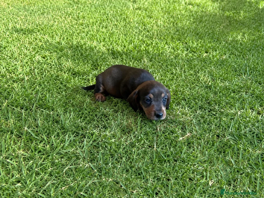 Teckel perros en venta: Cachorro de Teckel Precio real  - Anuncio 1