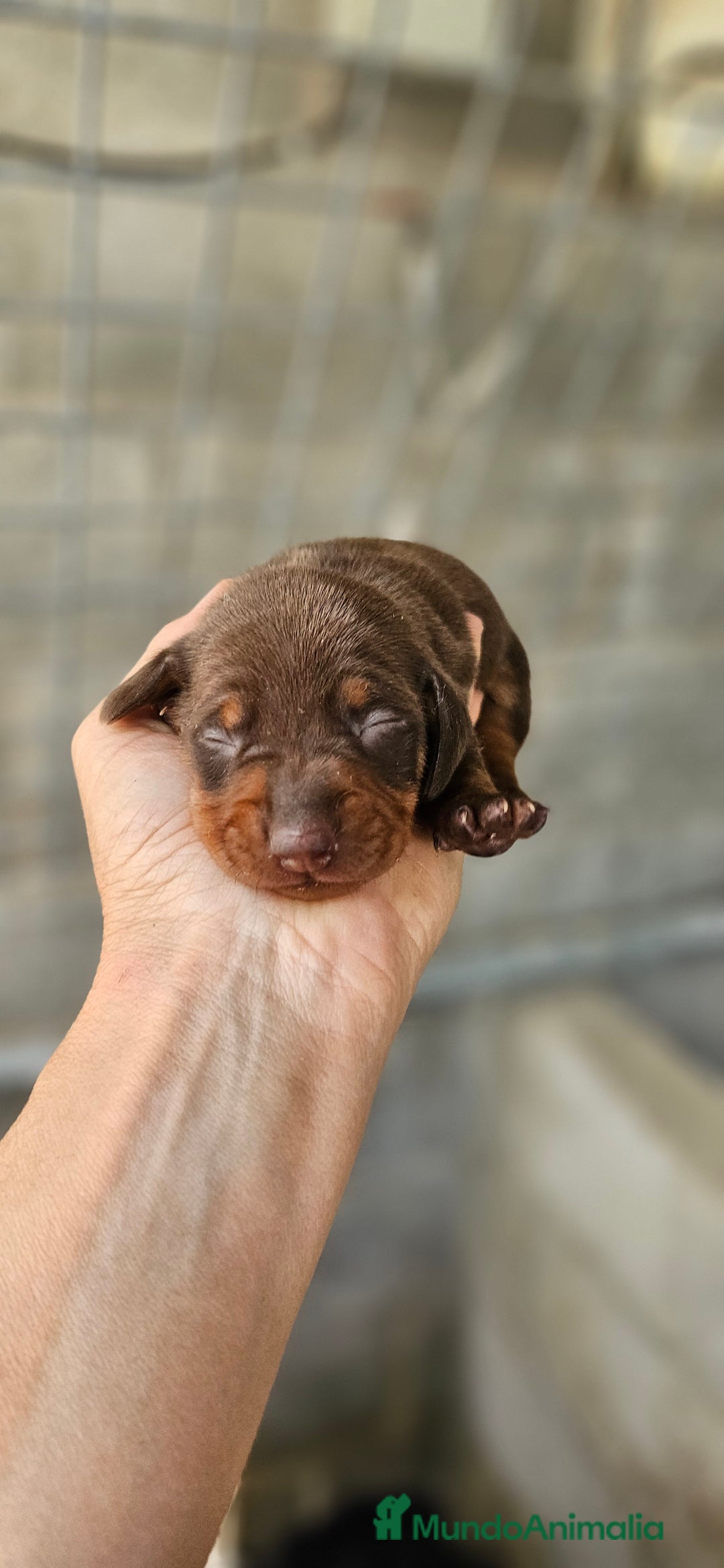 Teckel perros en venta: Teckel miniatura  - Imagen 5