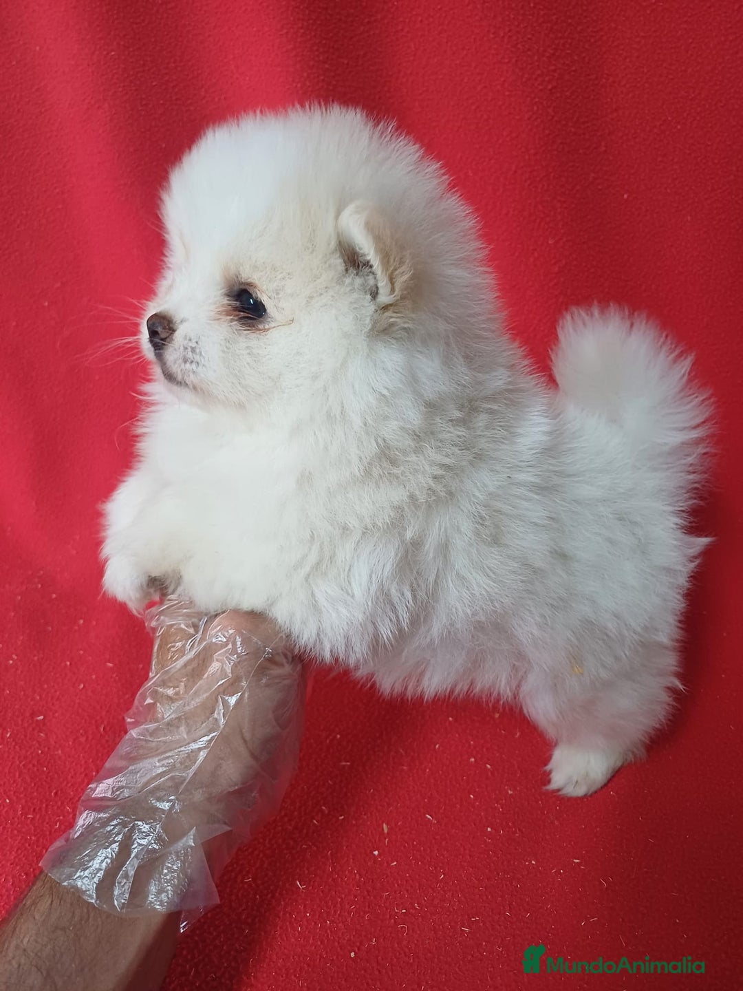 Pomerania perros en venta: Pomerania Mini  - Imagen 2