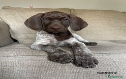 Braco Alemán de Pelo Corto perros en venta: BRACO ALEMAN CACHORROS  - Imagen 1
