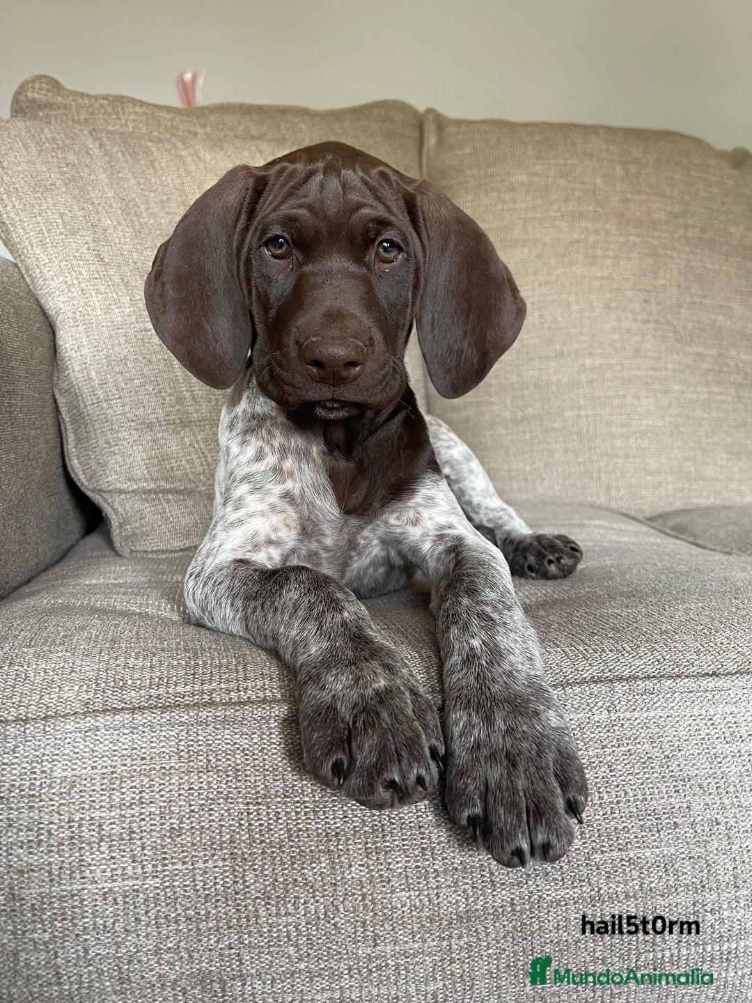 Braco Alemán de Pelo Corto perros en venta: BRACO ALEMAN CACHORROS  - Imagen 1