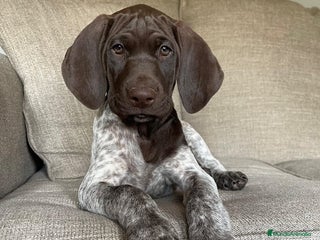 Braco Alemán de Pelo Corto perros - Anuncio 3
